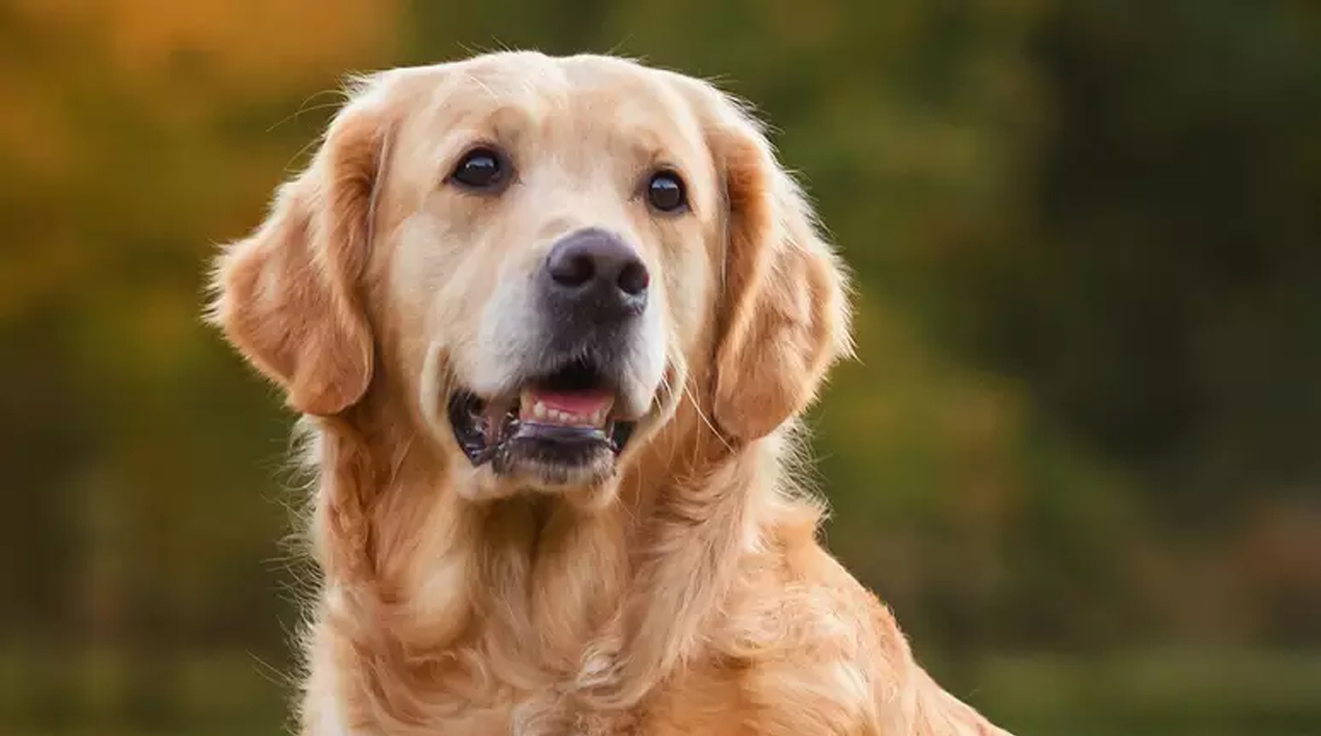 Como cuidar do seu pet durante o verão: dicas essenciais para a saúde e bem-estar