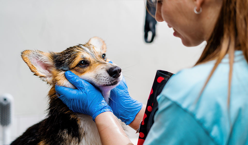 Seu cão tem alergia? Saiba identificar e como tratar