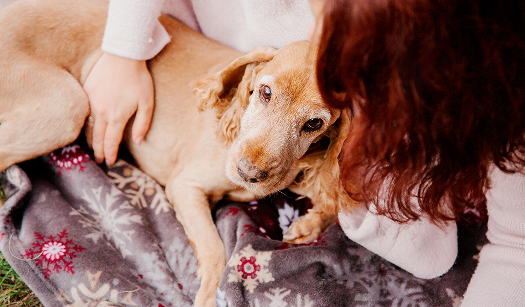 Outubro Rosa dos pets: como prevenir e identificar o câncer de mama em cães e gatos