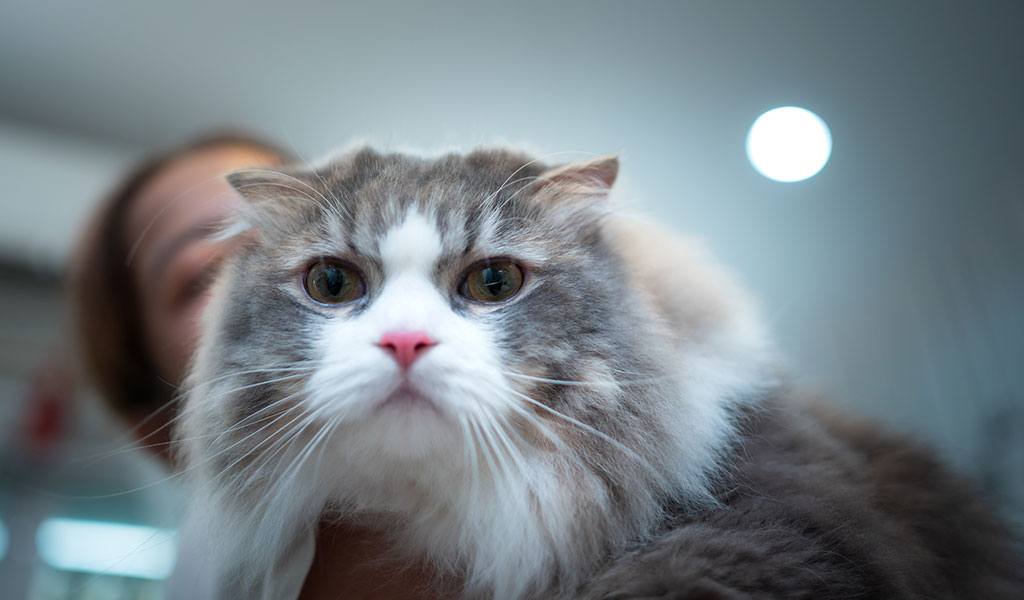 O comportamento do seu gato mudou? Pode ser doença cardíaca